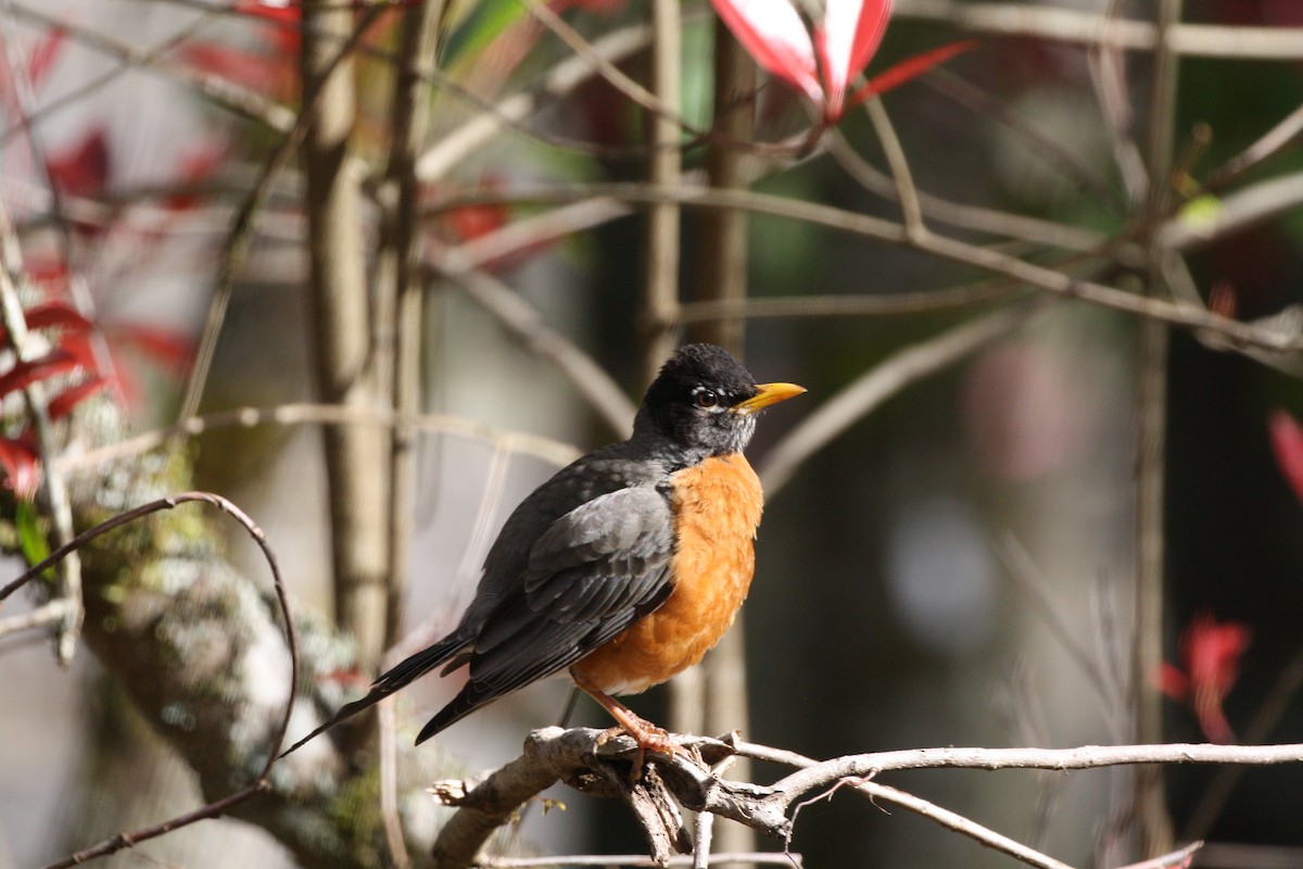 Zozo papargorria - ML641432345