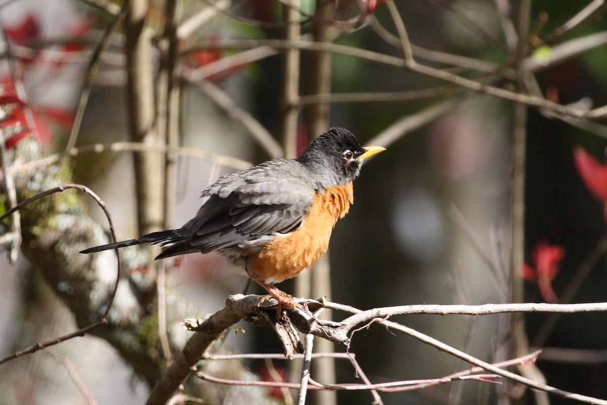 Zozo papargorria - ML641432347