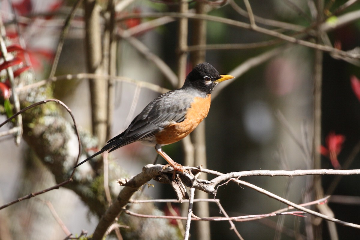 Zozo papargorria - ML641432348