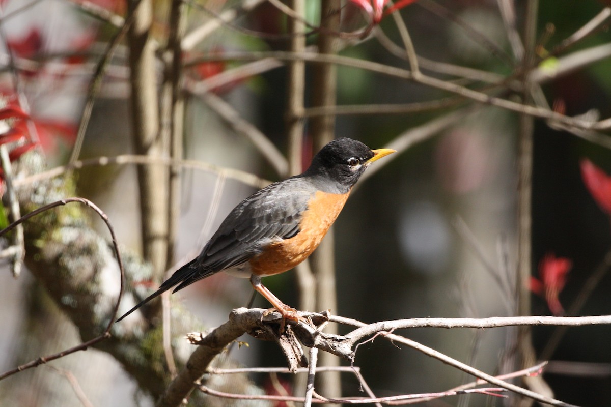 Zozo papargorria - ML641432349