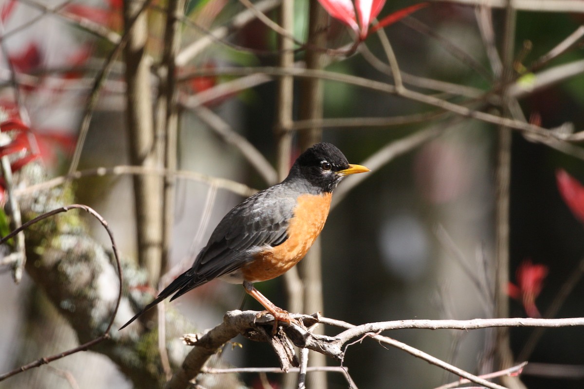 Zozo papargorria - ML641432350