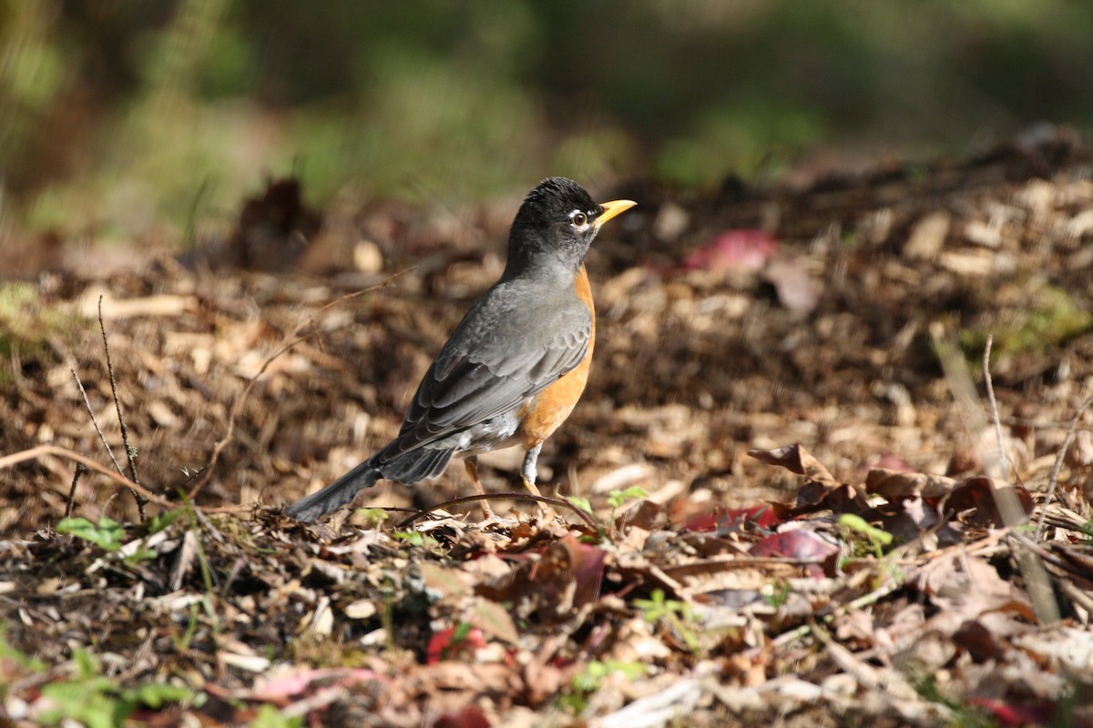 Zozo papargorria - ML641432351
