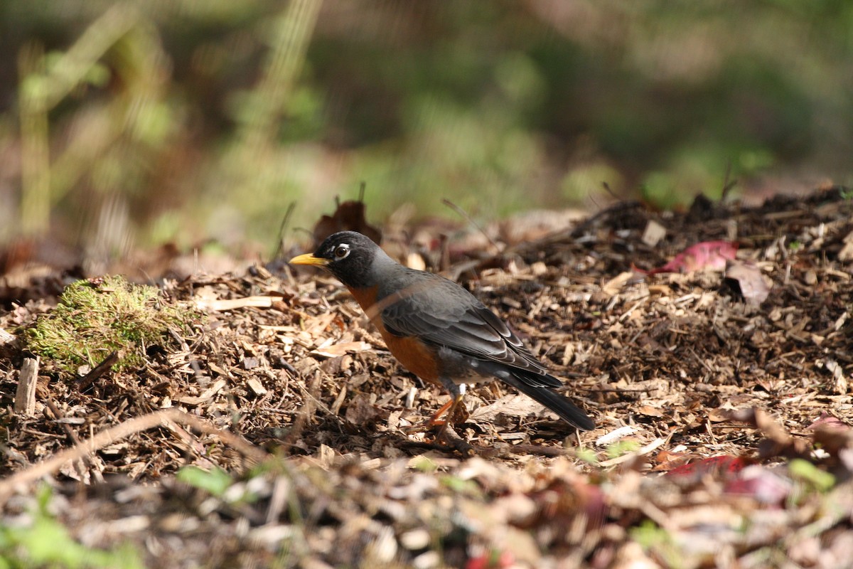 Zozo papargorria - ML641432353