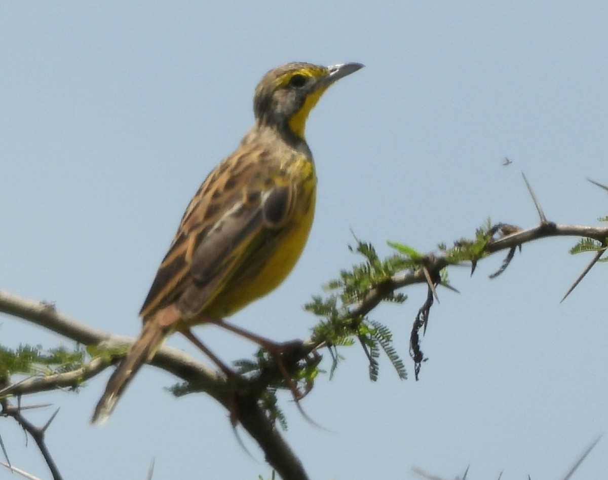 Yellow-throated Longclaw - ML641432370