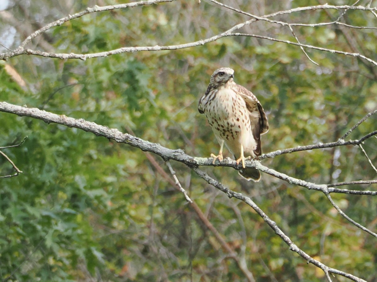 Red-tailed Hawk - ML641432399