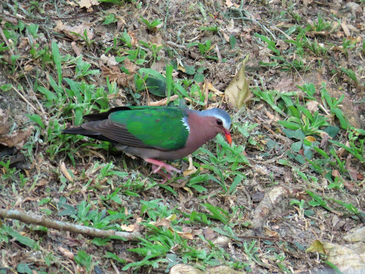 Asian Emerald Dove - ML641432401