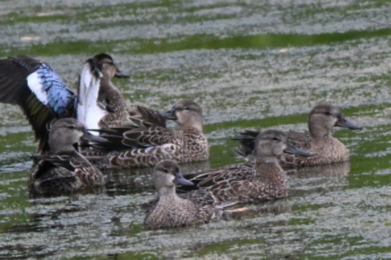 Blue-winged Teal - ML641432431