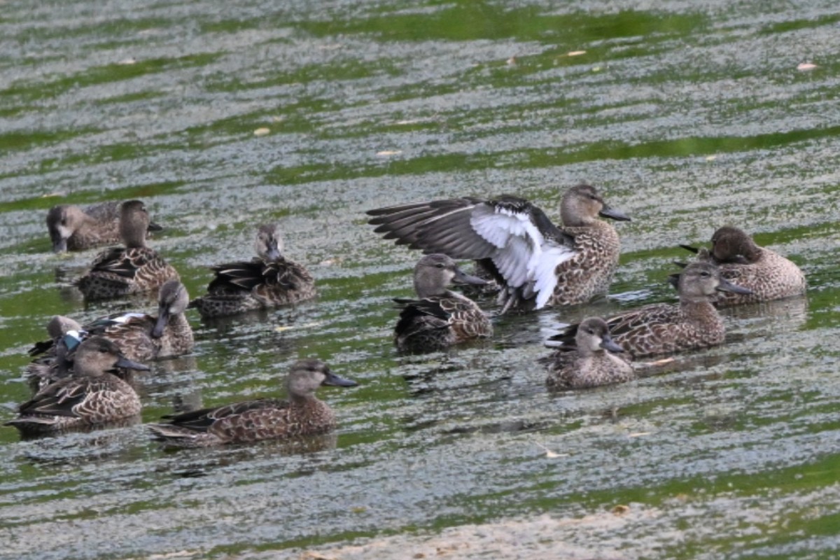 Blue-winged Teal - ML641432432