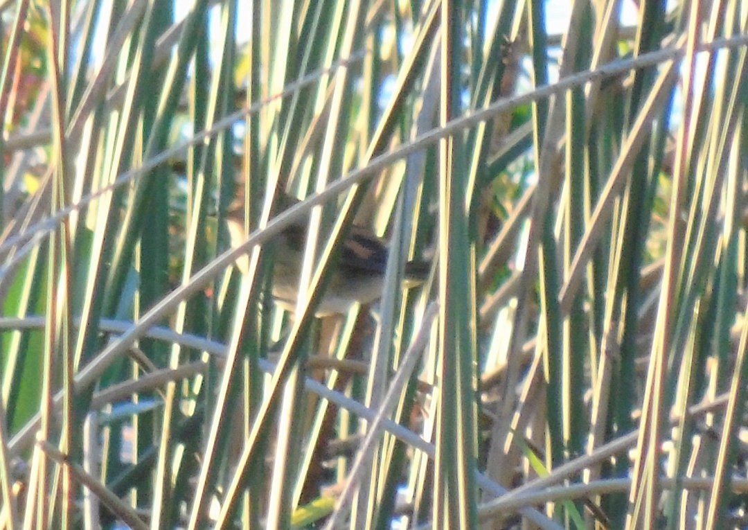 Wren-like Rushbird - ML641432455