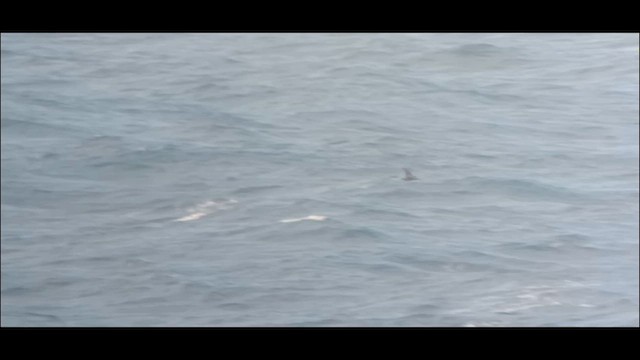 South Polar Skua - ML641432468