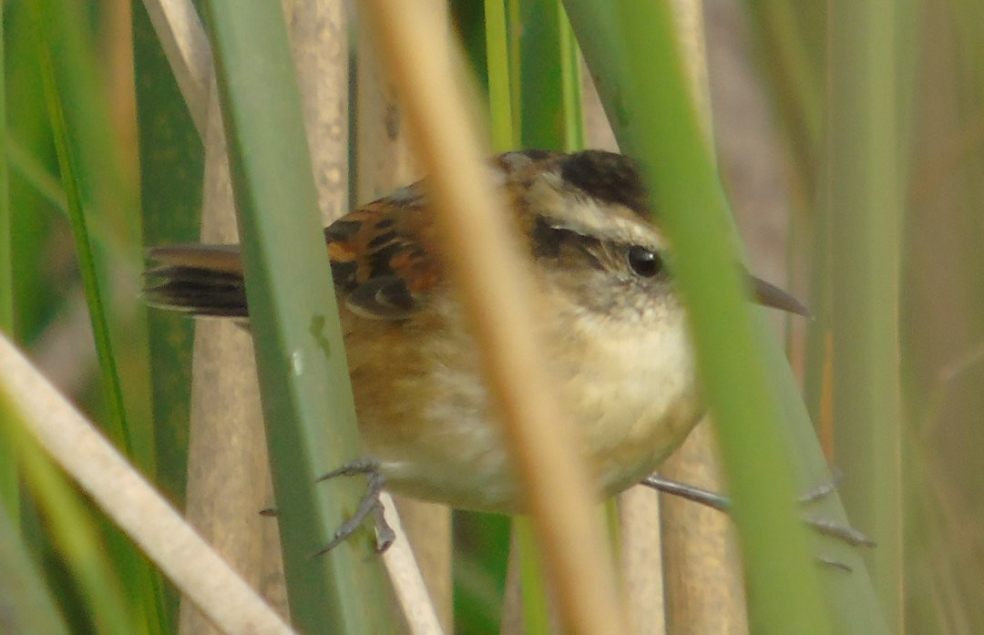 Wren-like Rushbird - ML641432477