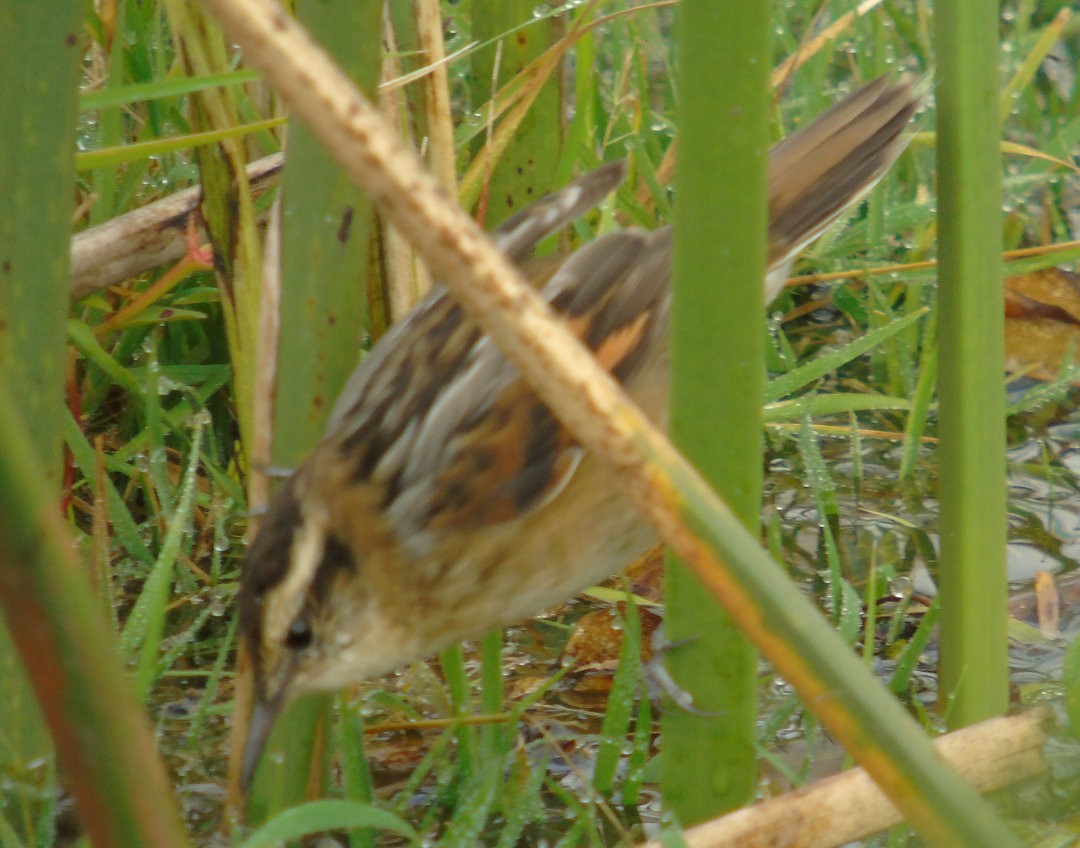 Wren-like Rushbird - ML641432478