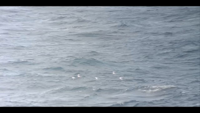 Roseate Tern - ML641432480