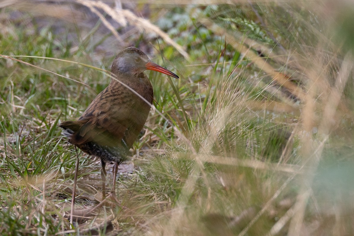 Ecuadorian Rail - ML641432490