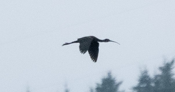 Ibis falcinelle - ML641432500
