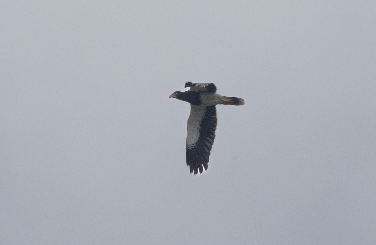 Mountain Caracara - ML641432502