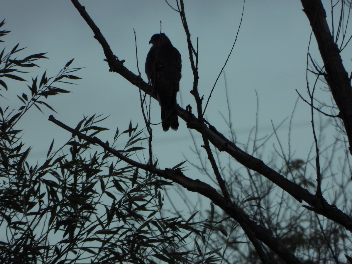 Sharp-shinned Hawk - ML641432542