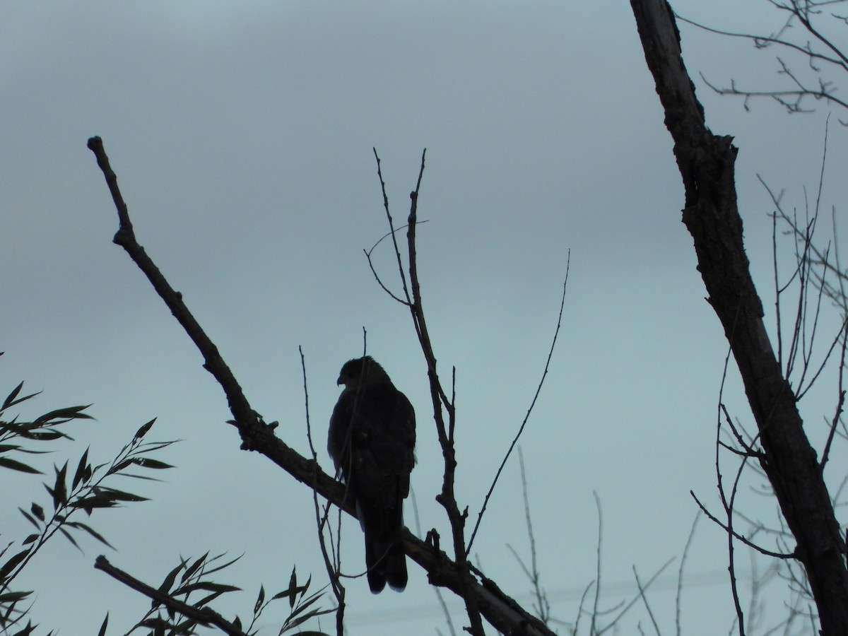 Sharp-shinned Hawk - ML641432543
