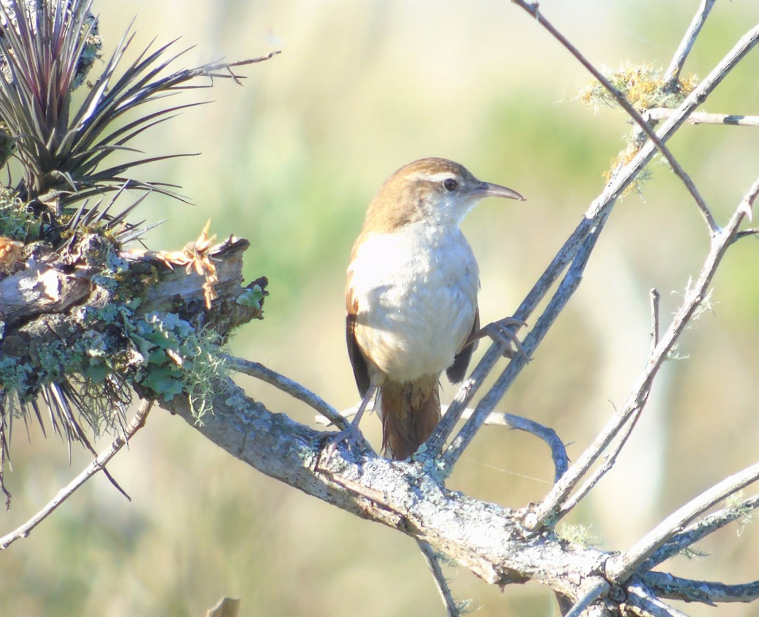 Curve-billed Reedhaunter - ML641432545