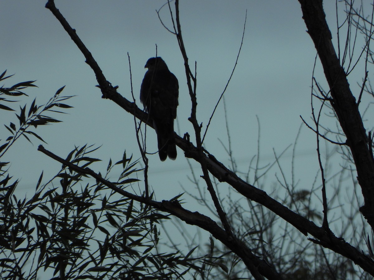 Sharp-shinned Hawk - ML641432547