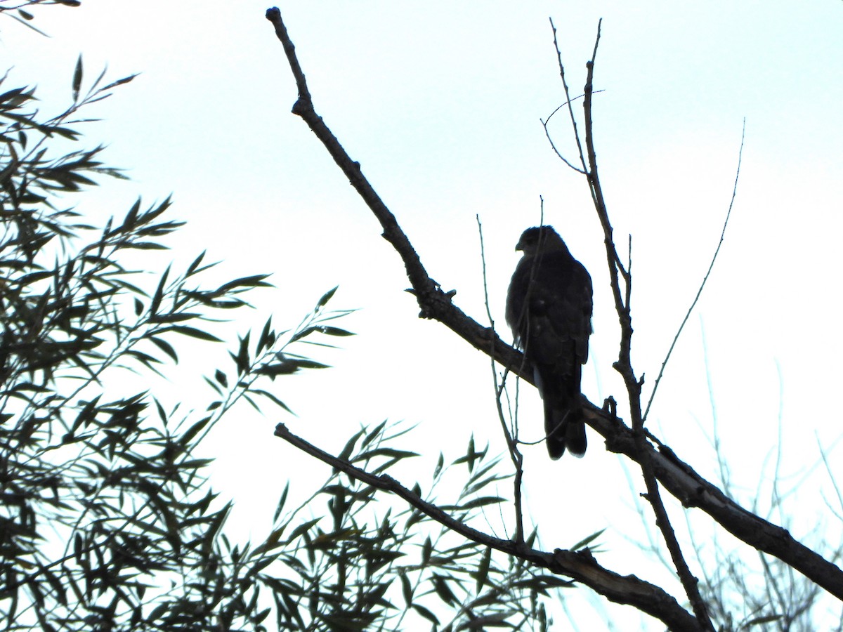 Sharp-shinned Hawk - ML641432549