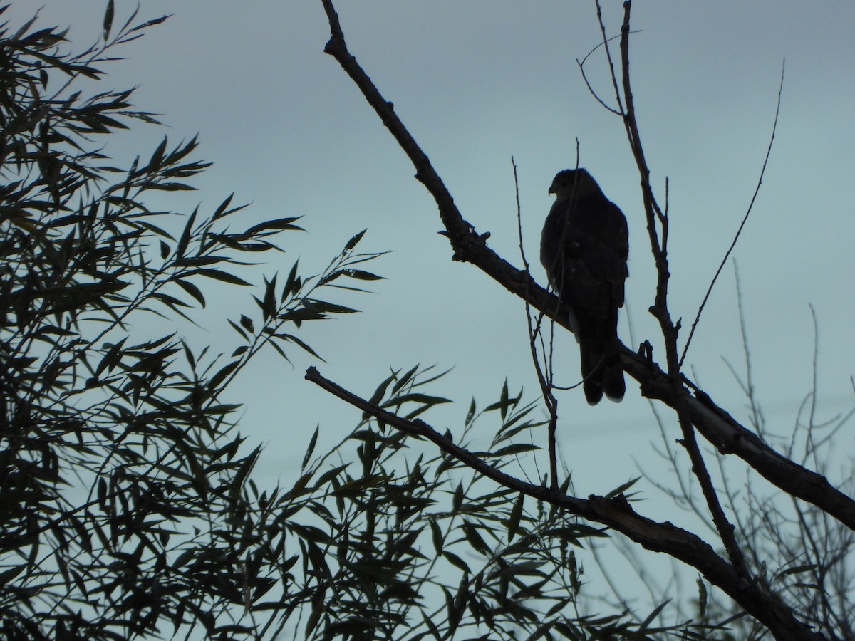 Sharp-shinned Hawk - ML641432554
