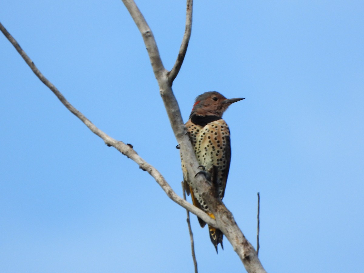 Northern Flicker - ML641432559