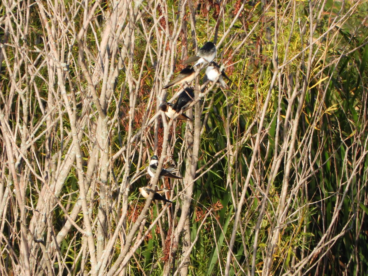 Tree Swallow - ML641432565