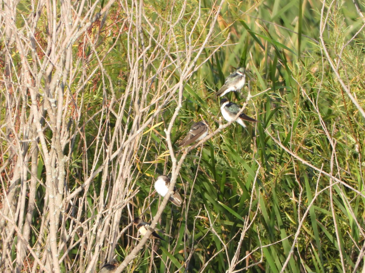 Tree Swallow - ML641432568