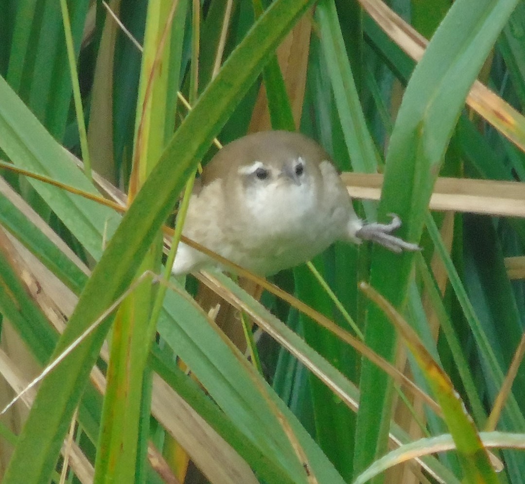 Curve-billed Reedhaunter - ML641432569