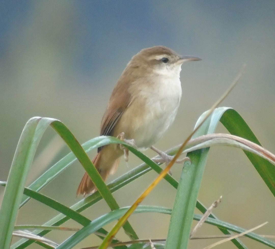 Curve-billed Reedhaunter - ML641432570