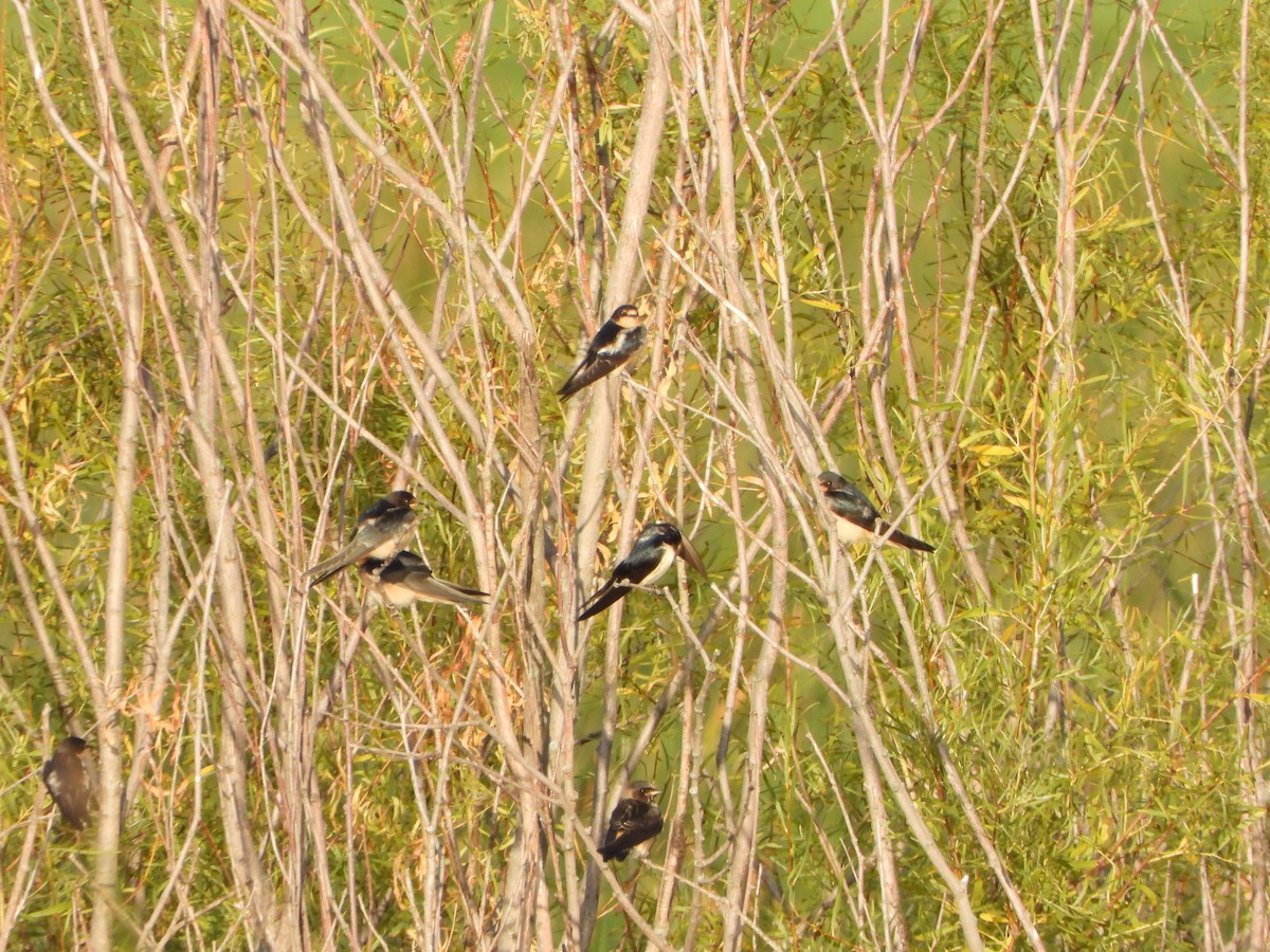 Barn Swallow - ML641432577