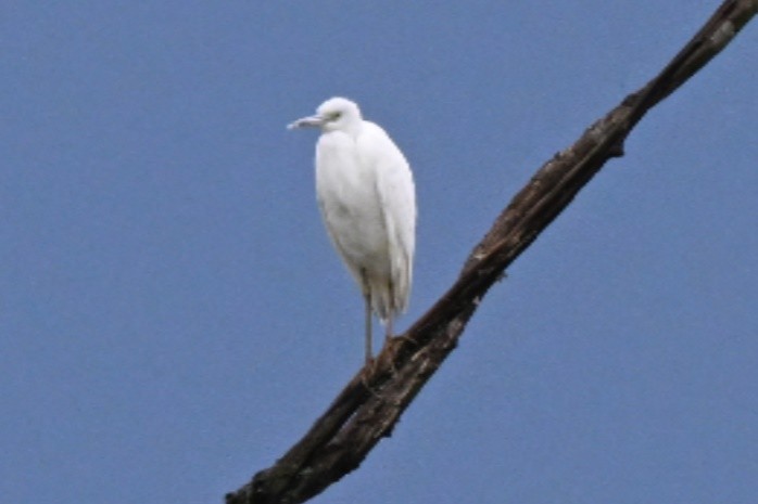 Little Blue Heron - ML641432581