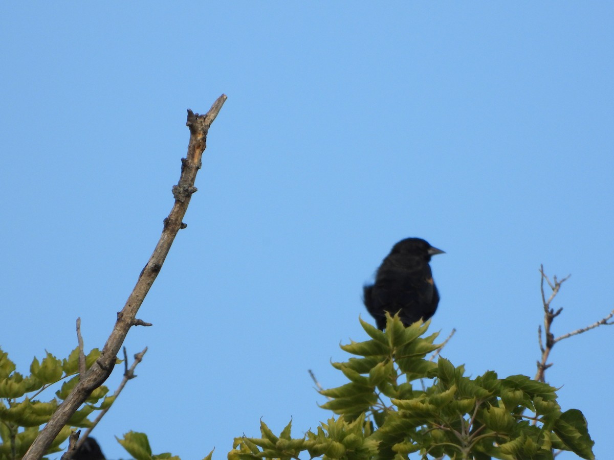 Red-winged Blackbird - ML641432582