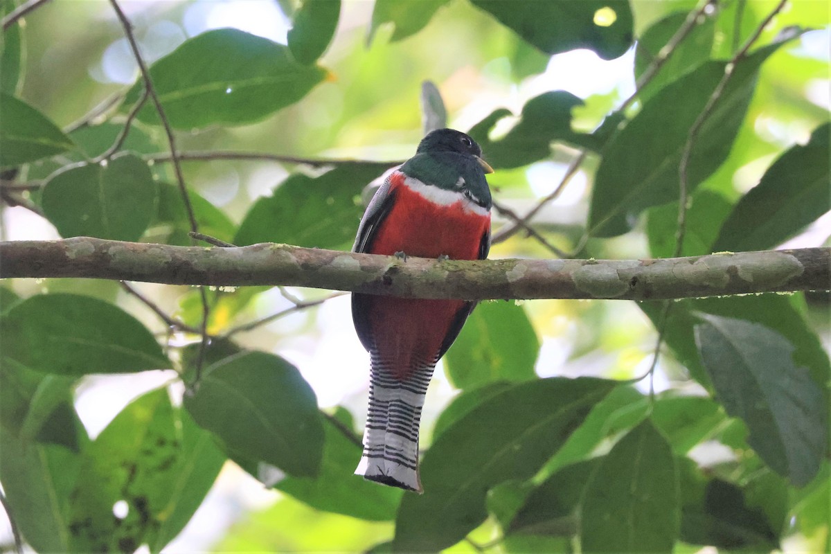 Trogon rosalba - ML641432587