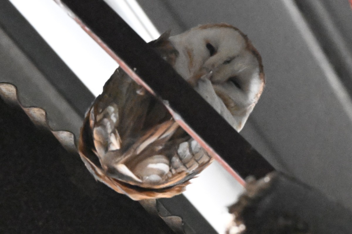 American Barn Owl - ML641432588