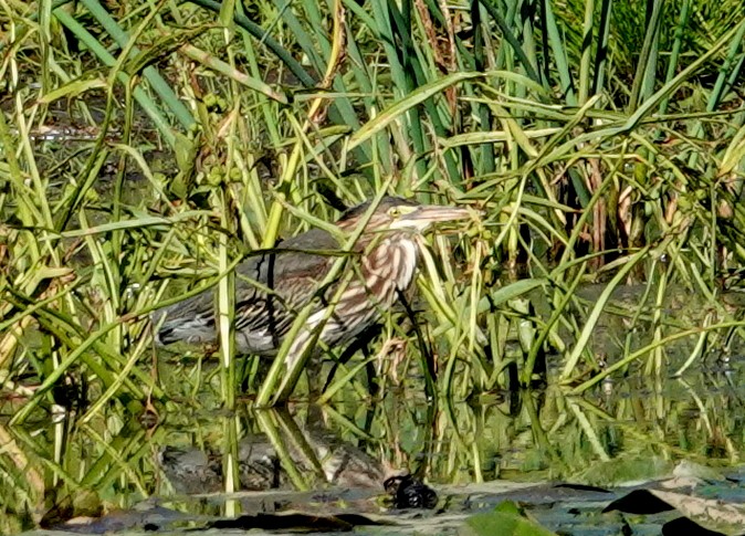 Green Heron - ML641432590