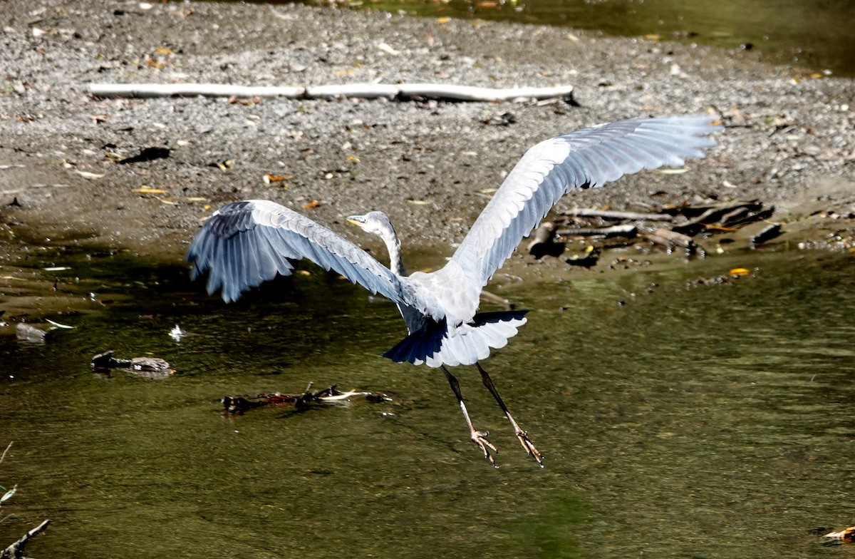 Great Blue Heron - ML641432603