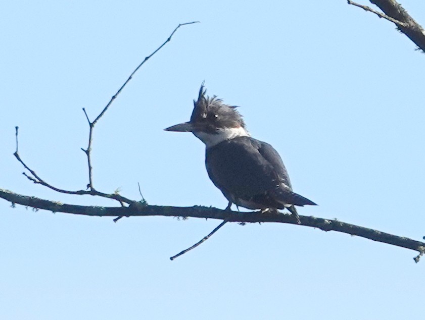 Belted Kingfisher - ML641432621