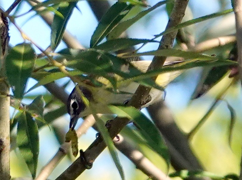 Blue-headed Vireo - ML641432662