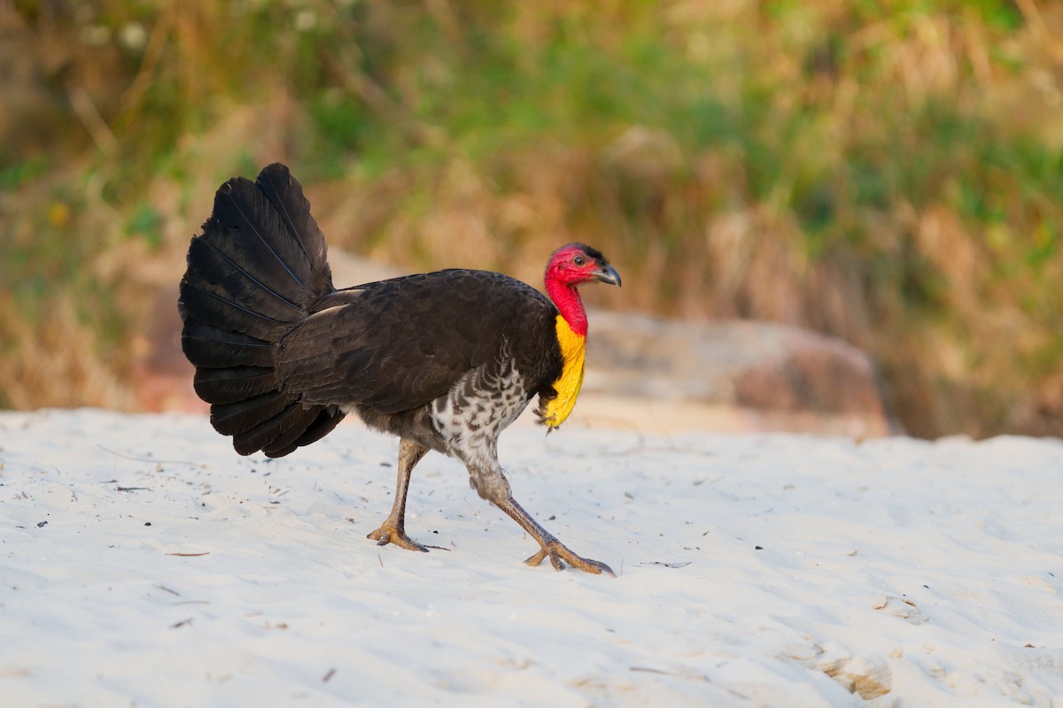 Australian Brushturkey - ML641432671