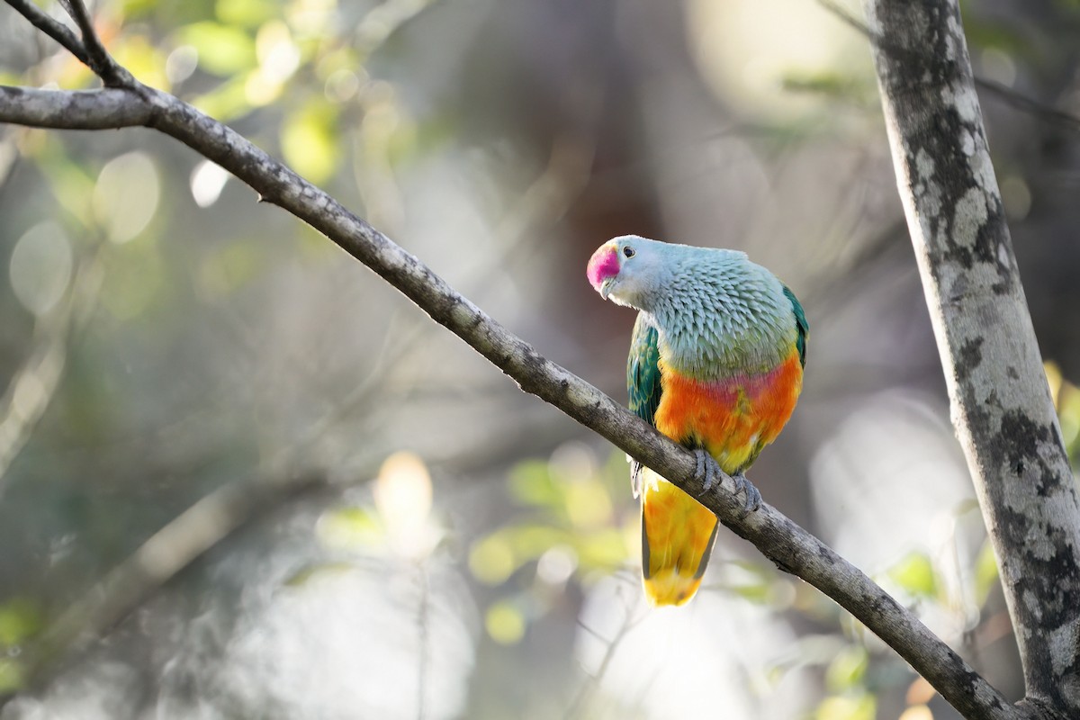 Rose-crowned Fruit-Dove - ML641432689