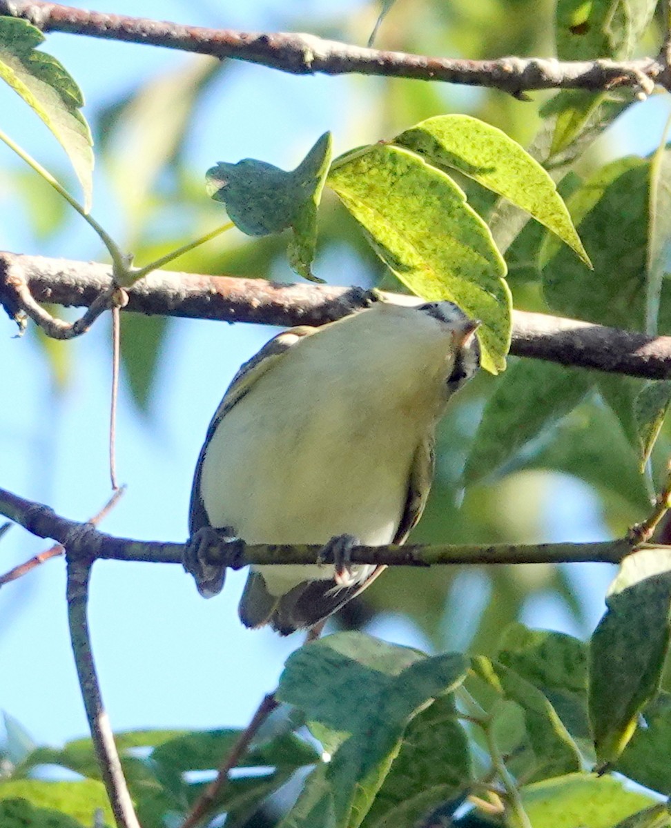 Red-eyed Vireo - ML641432693