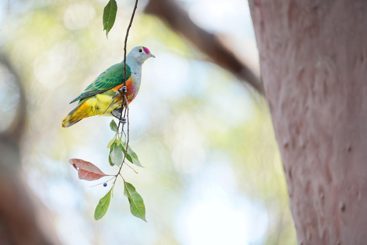 Rose-crowned Fruit-Dove - ML641432703