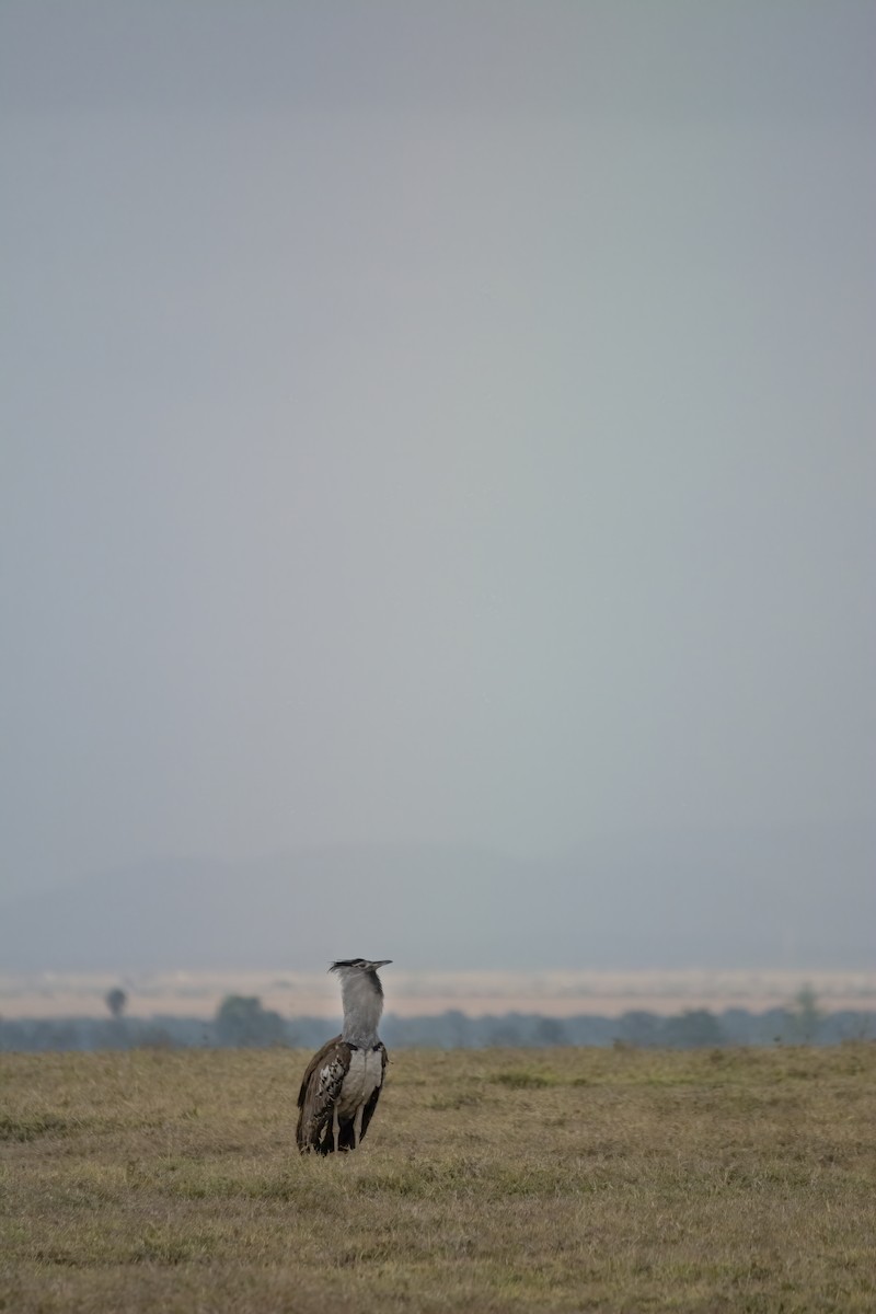 Kori Bustard - ML641432720