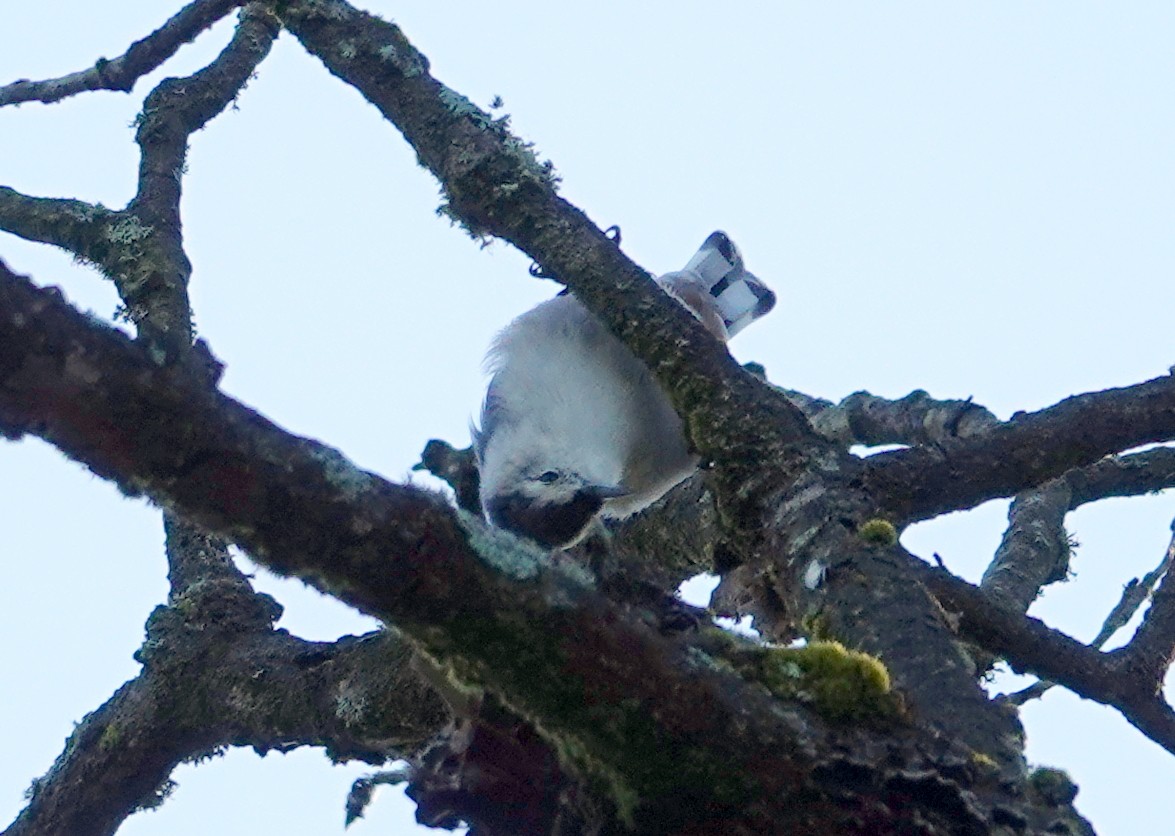 White-breasted Nuthatch - ML641432721