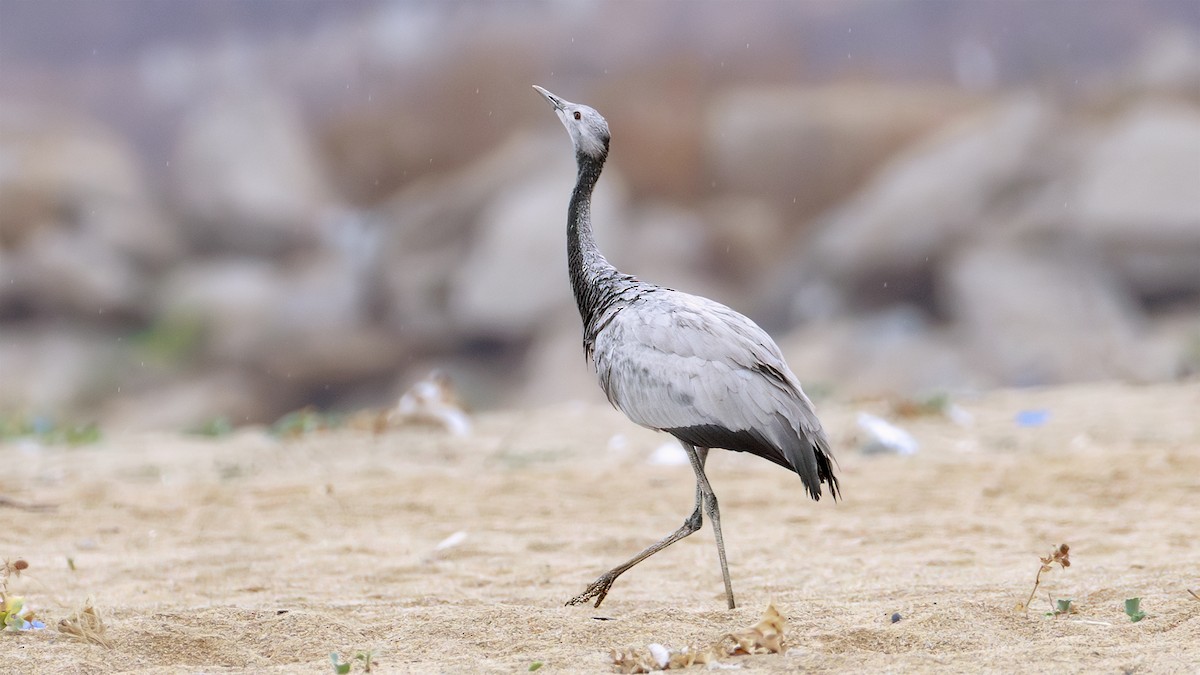 Damigella della Numidia - ML641432722