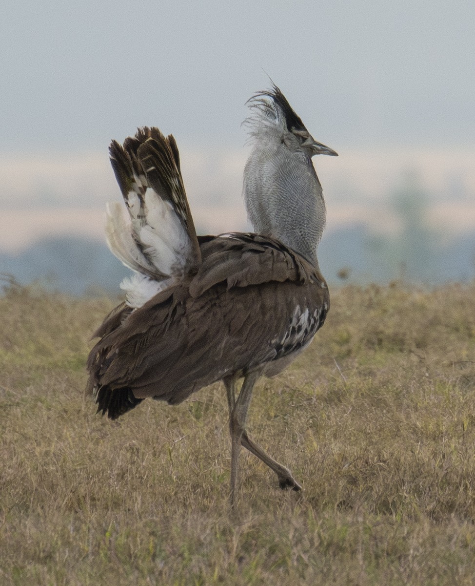 Kori Bustard - ML641432723