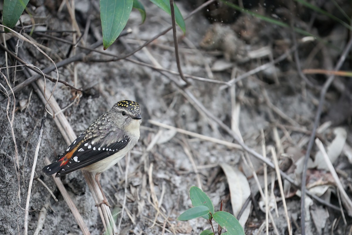 Spotted Pardalote - ML641432735