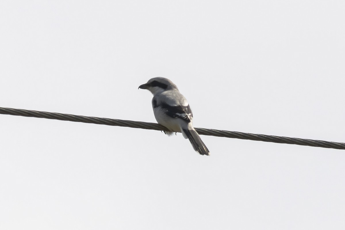 Great Gray Shrike - ML641432736
